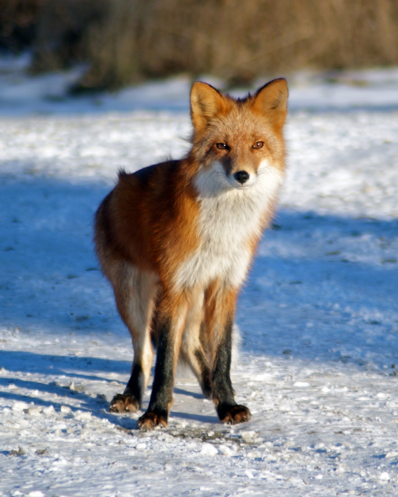 Tundra Dog: Sly Fox