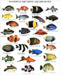Todos los tipos de peces de agua dulce