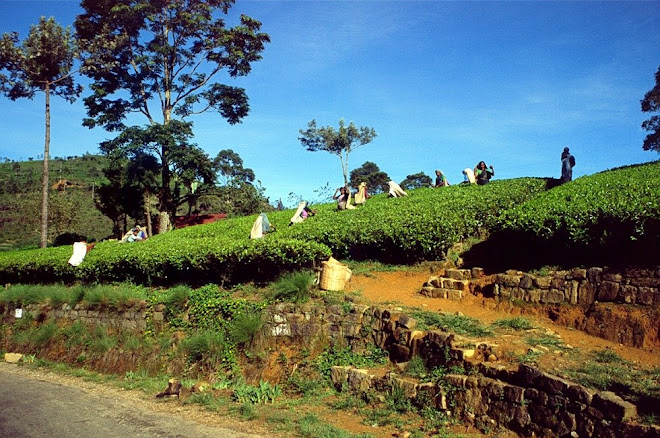 kebun teh nuwara elia srilanka 1997