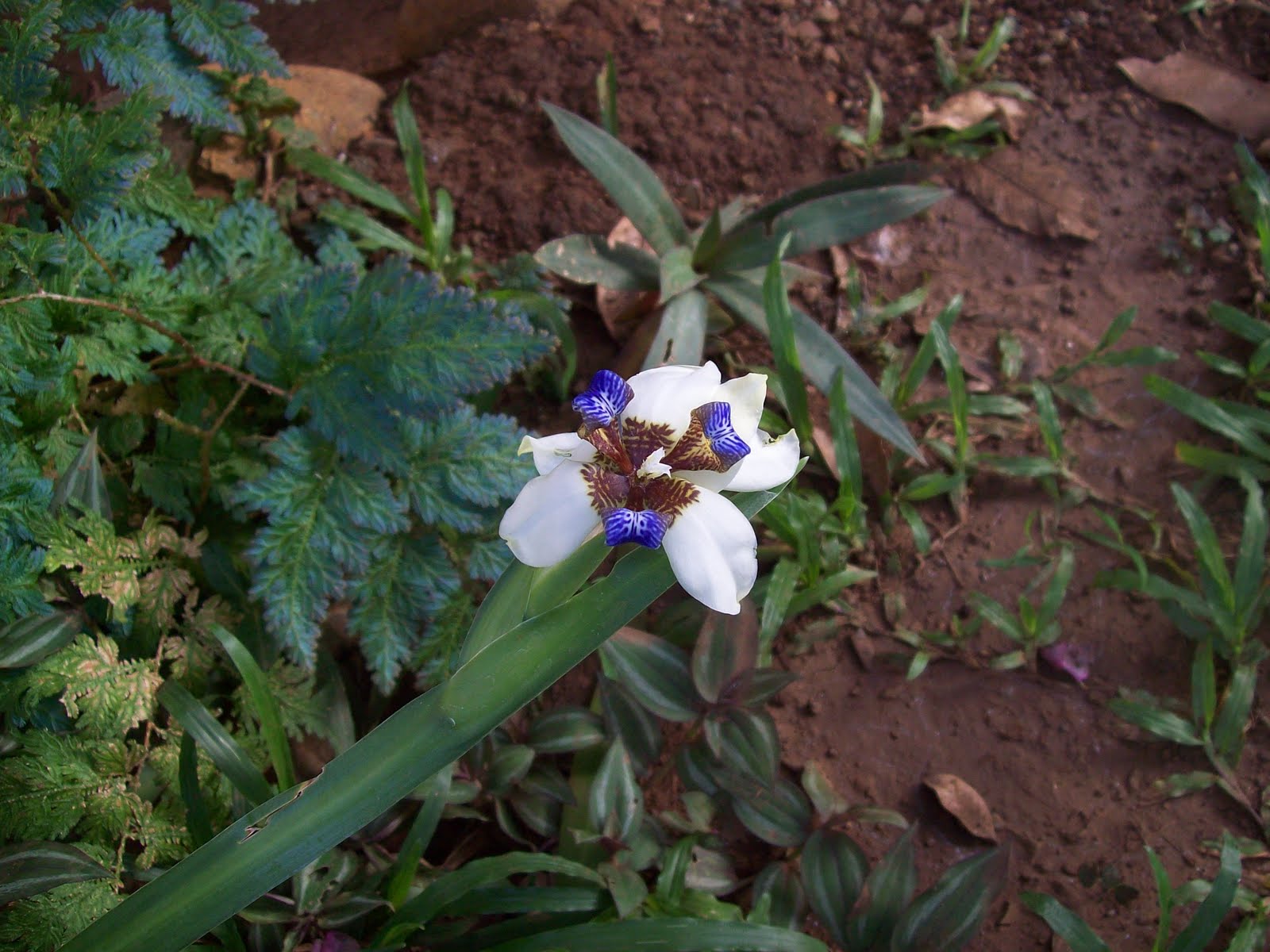 gardentropics Today's Flowers Beauty without Perfume