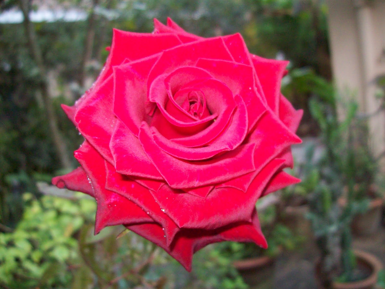 gardentropics Today's Flowers Beauty without Perfume