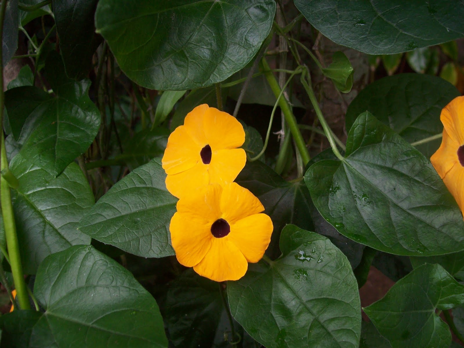 Indian flowers and herbs Clock Vines