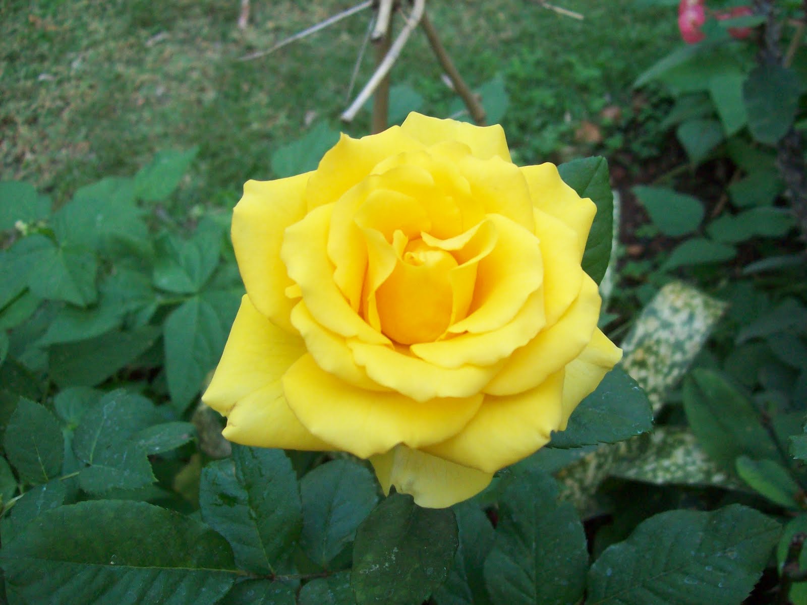 gardentropics Today's Flowers Benefits of Sheep manure