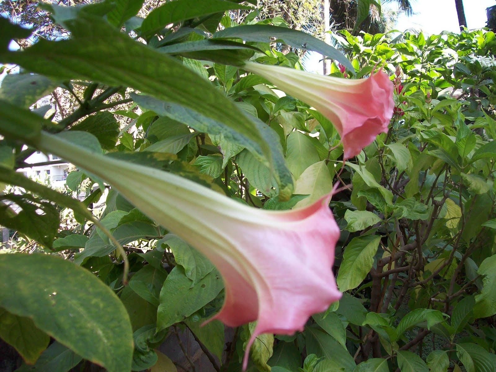 gardentropics Today's Flowers Benefits of Sheep manure