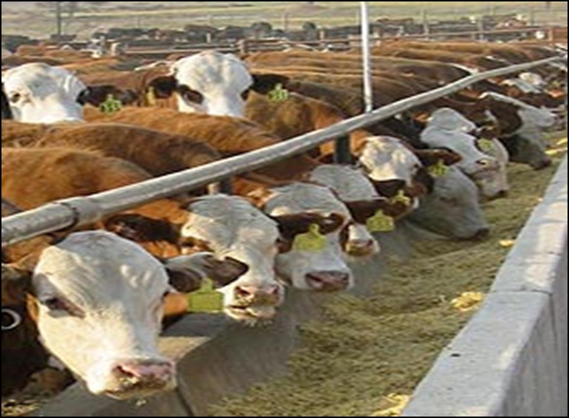 EE.NUTRICION ANIMAL: EE.NUTRICION ANIMAL