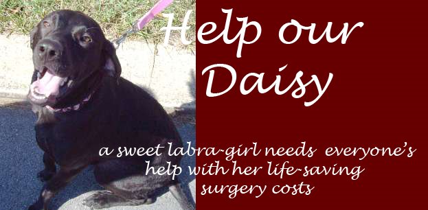 Help our Daisy