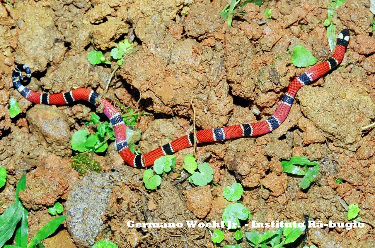 Zoológico Virtual do Brasil! Seu Safari Virtual! Cobra coral verdadeira Zoológico Virtual do Brasil! Seu Safari Virtual! Cobra coral verdadeira