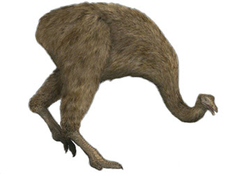 Zool gico Virtual Do Brasil Seu Safari Virtual Moa Gigante zool-gico-virtual-do-brasil-seu-safari-virtual-moa-gigante