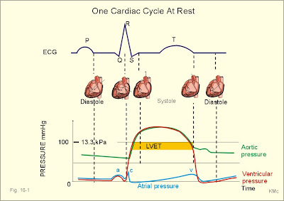 Study Time: Cardiac cycle