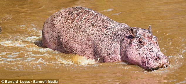 ¡ Hipopótamo rosado! - Curiosidades