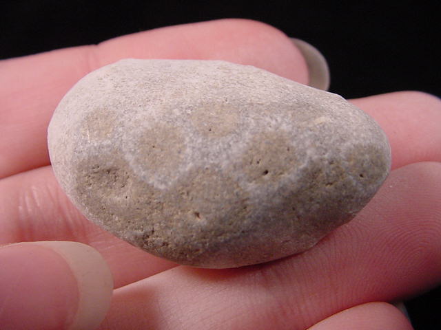 The Melody Within: Petoskey Stones Along the Path