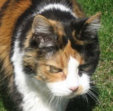 Molly, The Dowager Queen 1991-2010