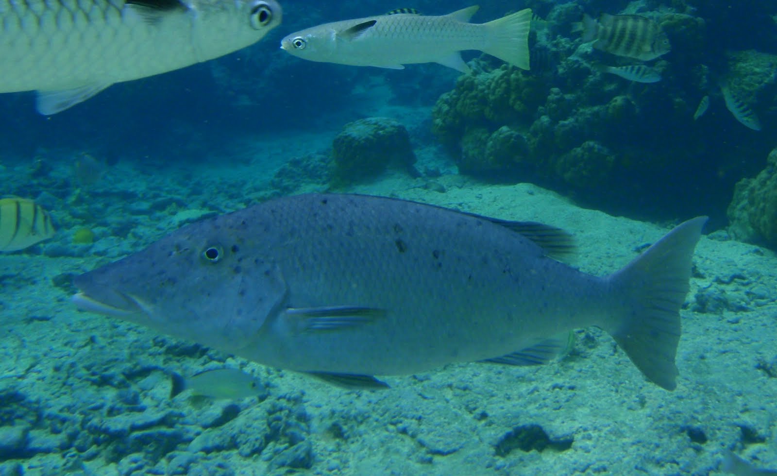 CH'TI TAHITI Bec de cane à long museau