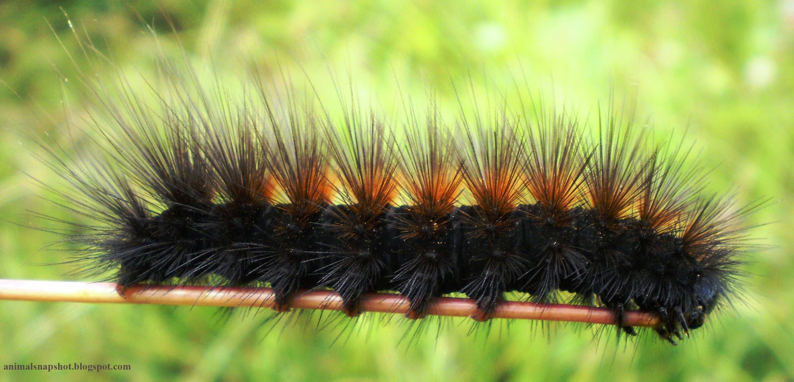 Dangerous of Wild Animals Hairy Caterpillar and Pinkish