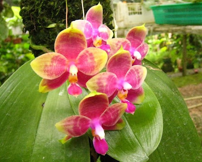 Charlie's Orchid farm Charlie's Orchid farm