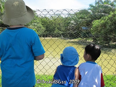 Jung Crocodile Farm, Kuching the boys looking at the crocodiles at Jung Crocodile Farm