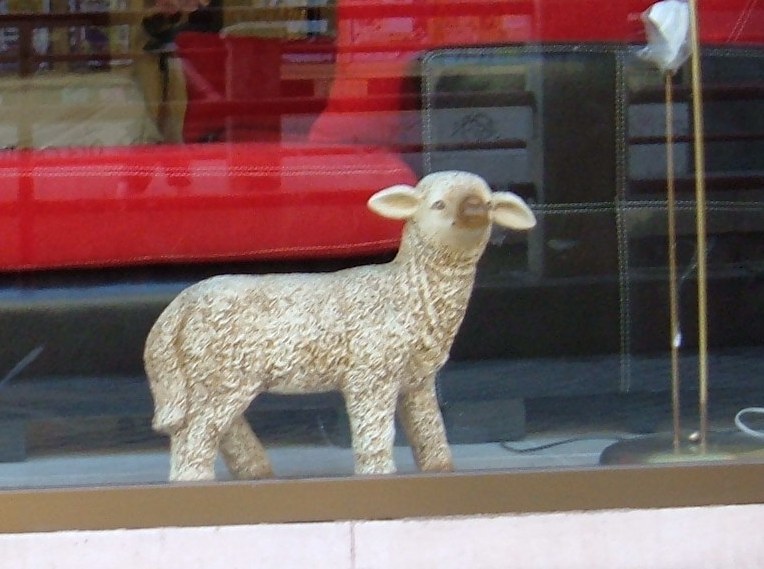 [oveja+de+salón.JPG]