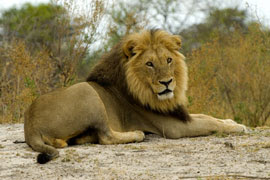 Lion at Kruger National Park