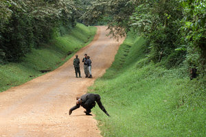 Crossing the road at Kibale National park