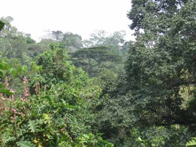 Kibale Forest