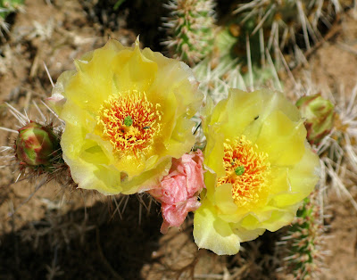 cactus flowers moab utah
