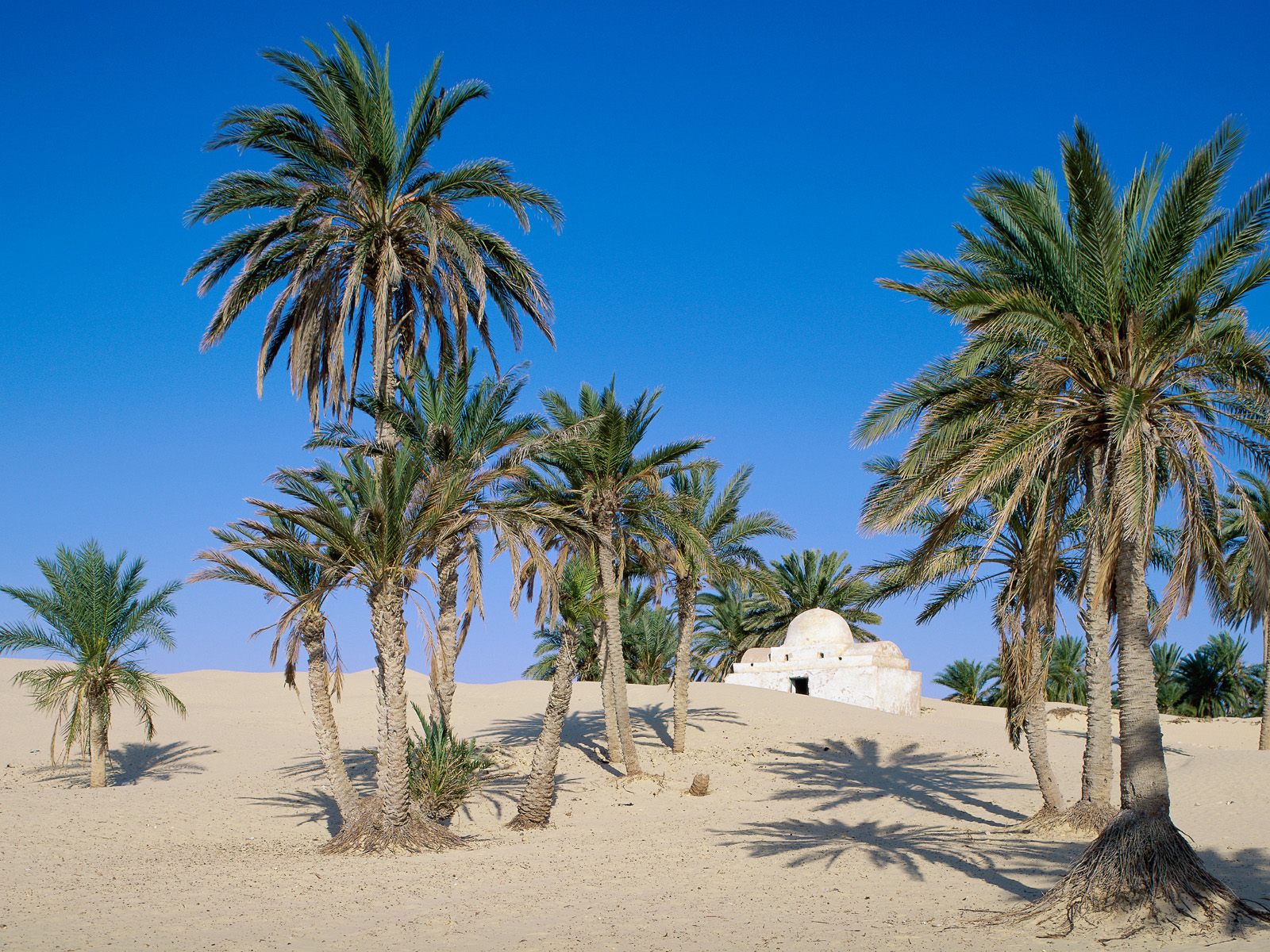 [Near+Douz,+Sahara+Desert,+Tunisia.jpg]