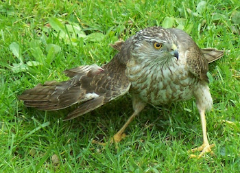 Hawk