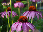 Corn Fowers