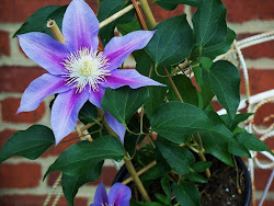 Clematis