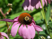 Bumble Bee