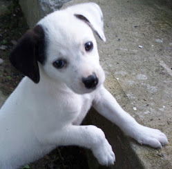Kudjo 7 wks