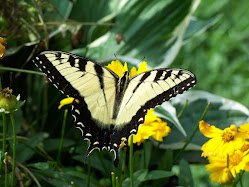 Eastern Tiger Swallowtails