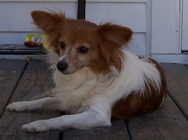 Suzanne's 'Duchess" Papillion