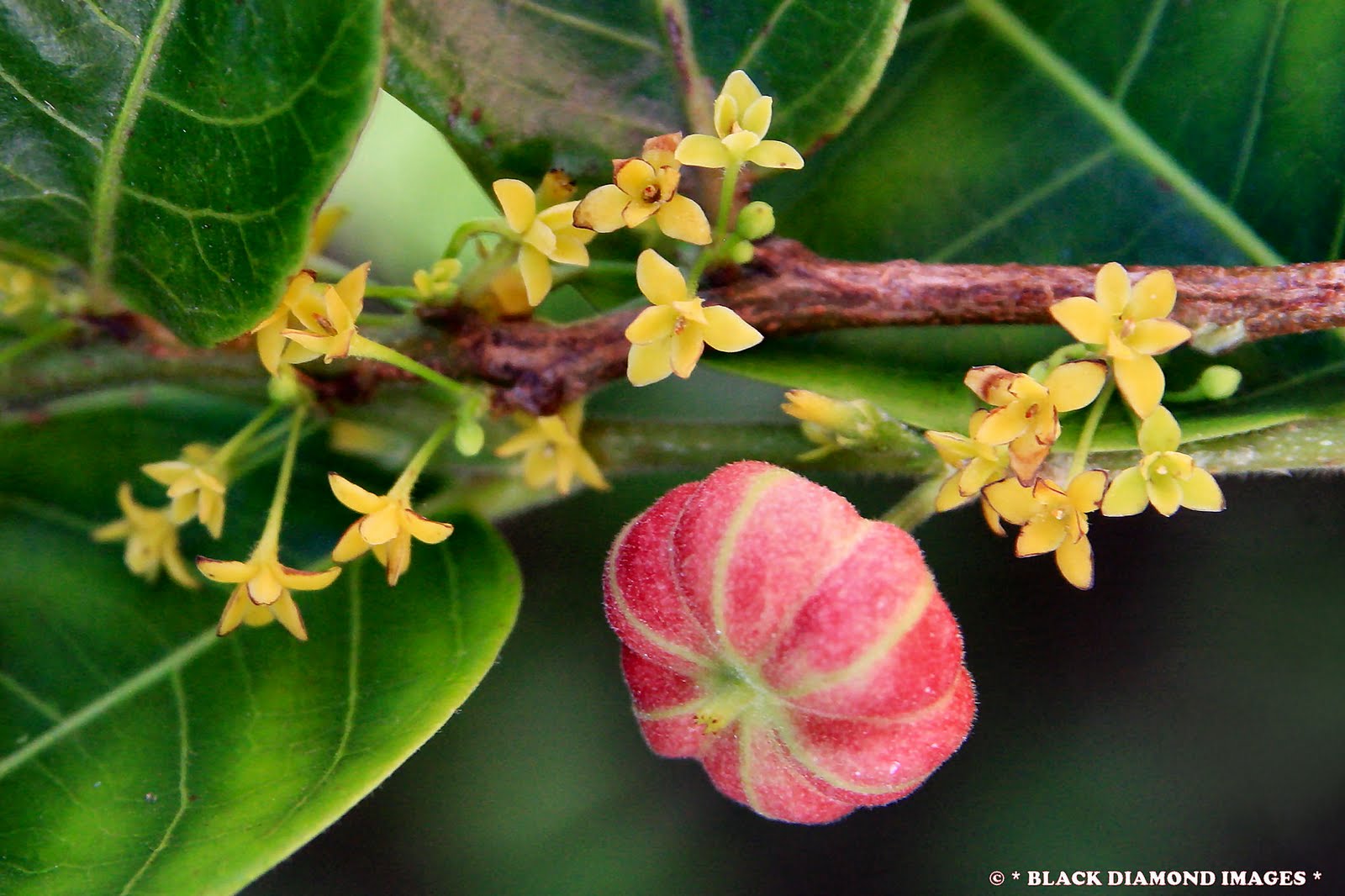 The Black Diamond Run AUSTRALIAN RAINFOREST PLANTS, TREES and FUNGI
