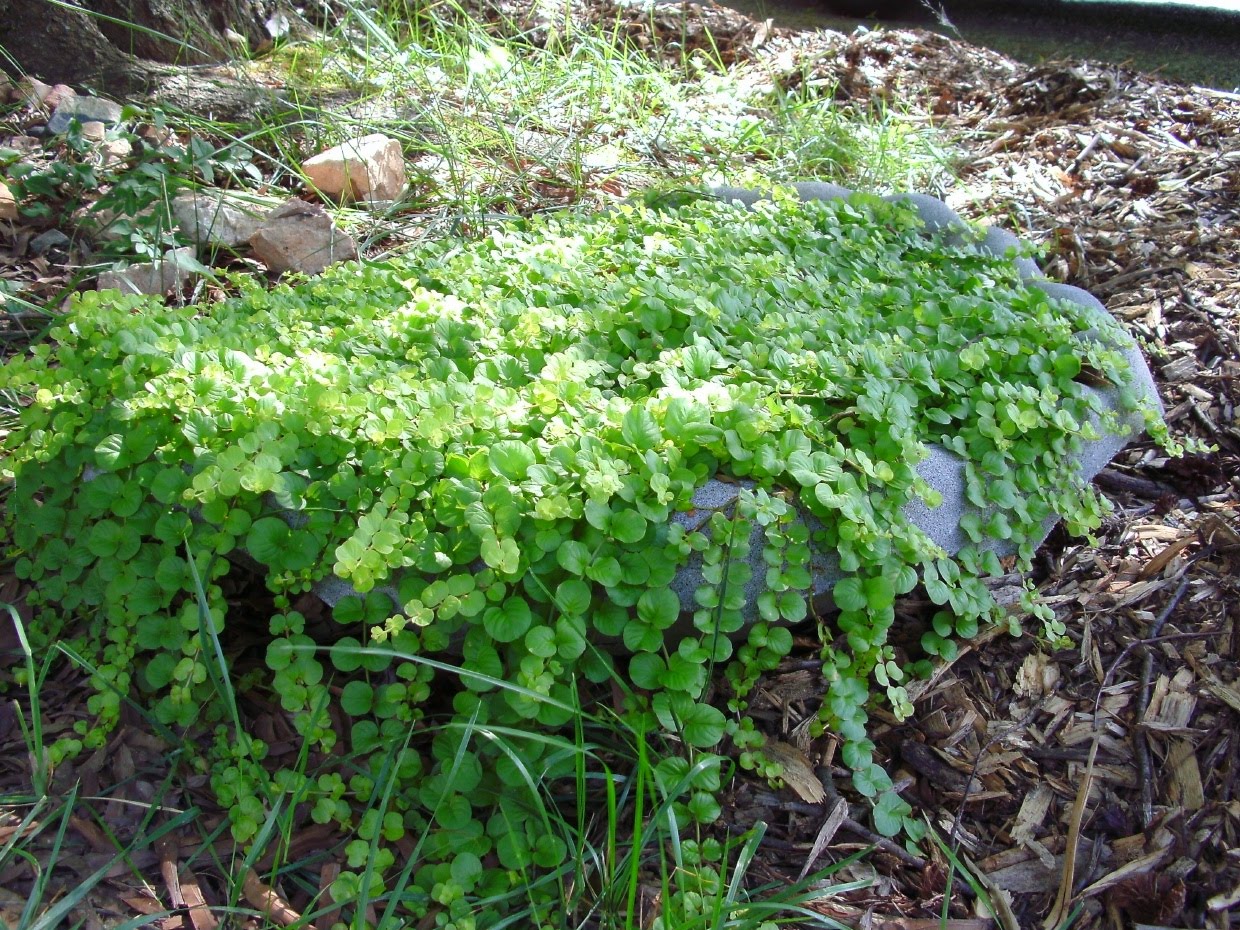 creeping-jenny.jpg creeping-jenny.jpg