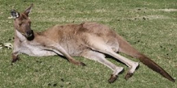 So lyk 'n Australiese springbok