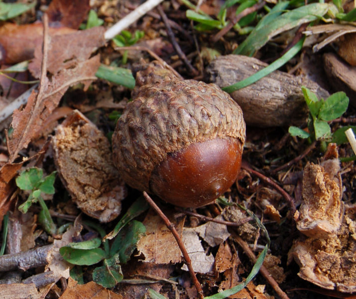 Float Our Ark: Dangers of Dogs Eating Acorns