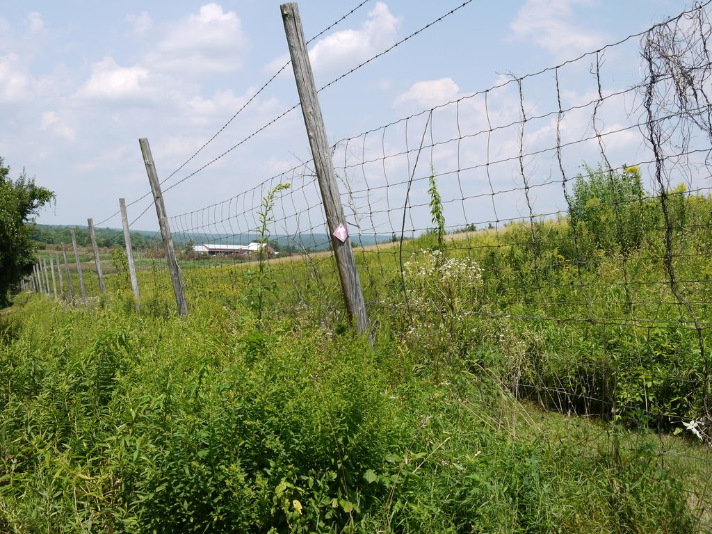 In the Field Trout Brook Valley, Easton