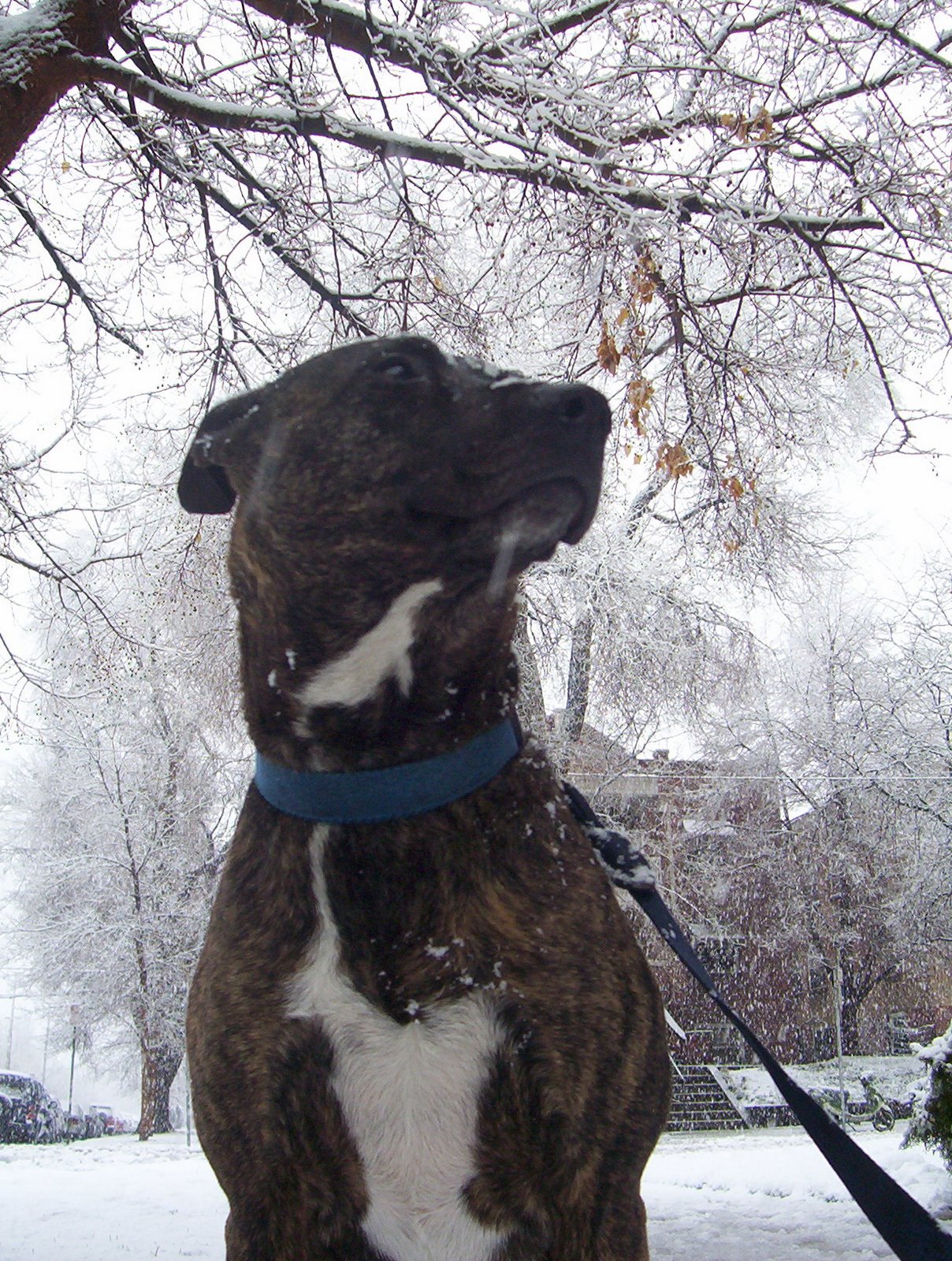 [snow+day+004.JPG]