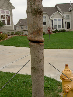 Love Your Lawn: Remove Tree Stakes