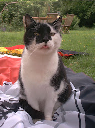 Cat on a flag