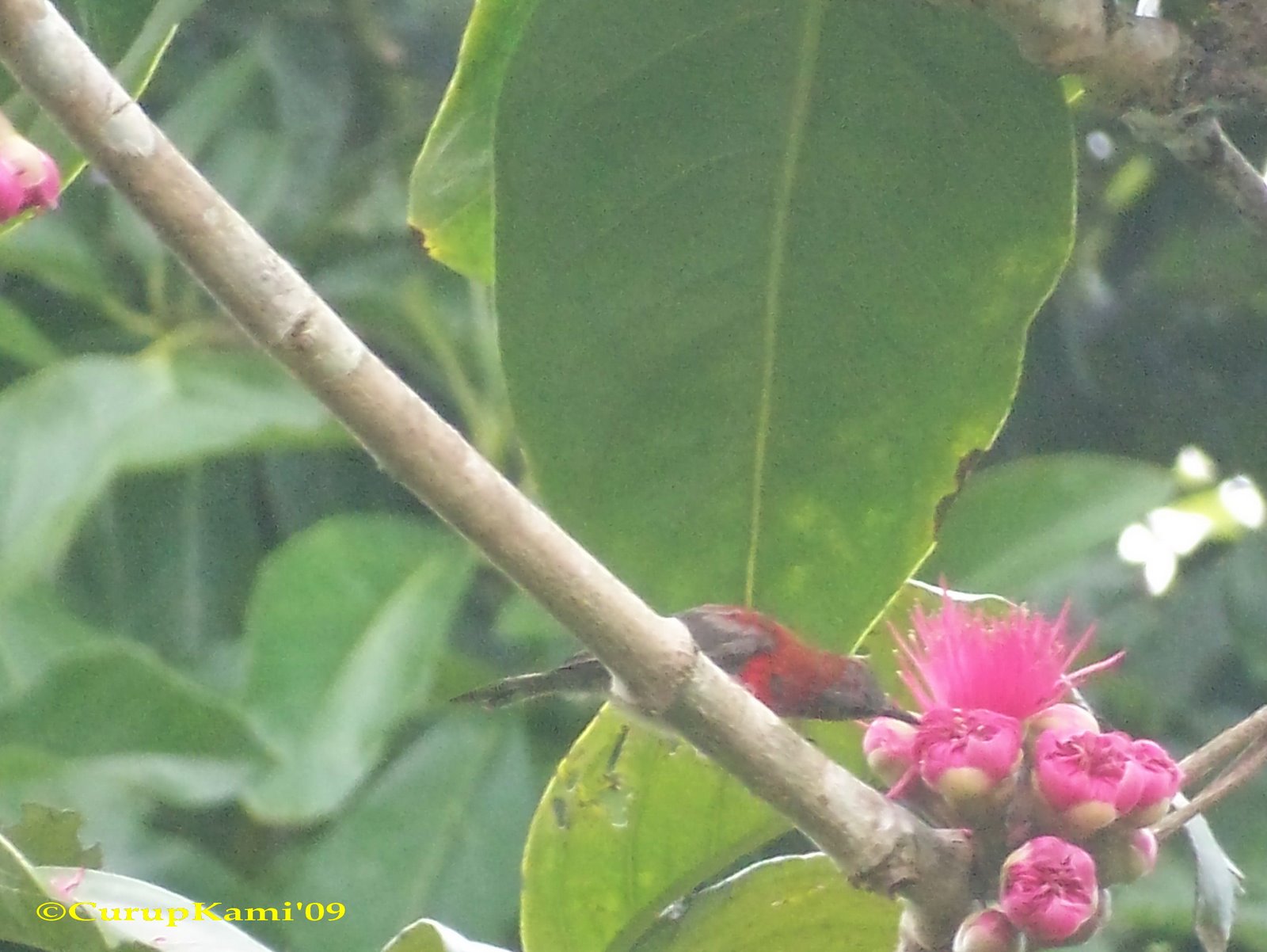 [Aethopyga+siparaja+sp+(25).jpg]