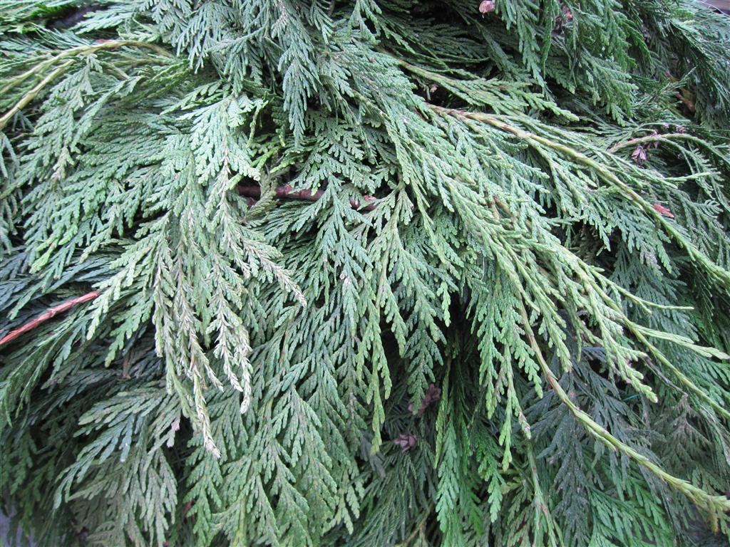 Valley View Farms Fresh Holiday Greens