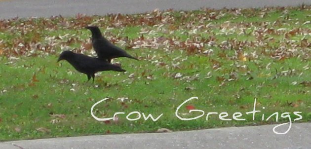 Crow Greetings