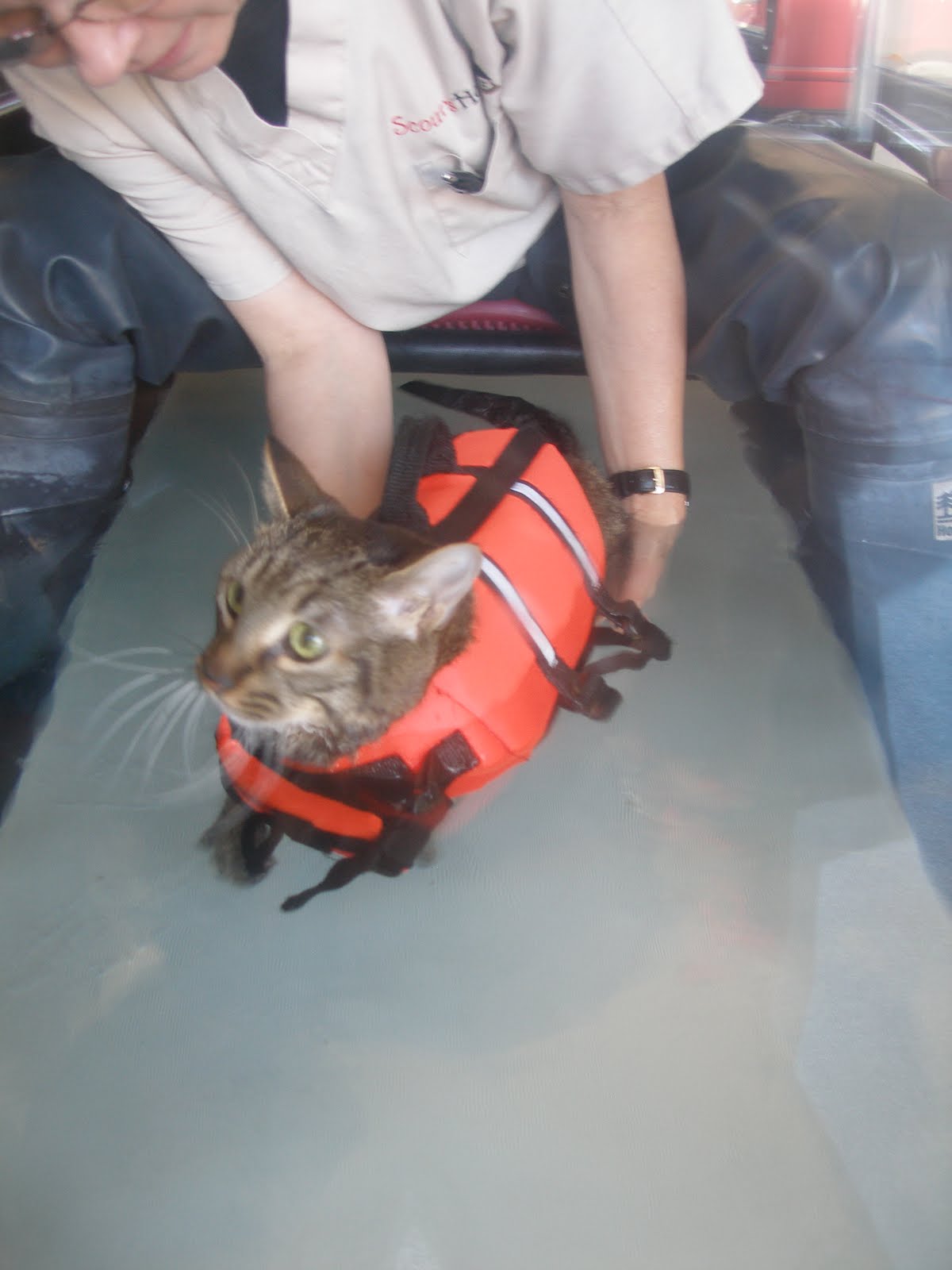 Save Moki The Wobbly Cat Moki's 1st Physical Therapy Session (Animal