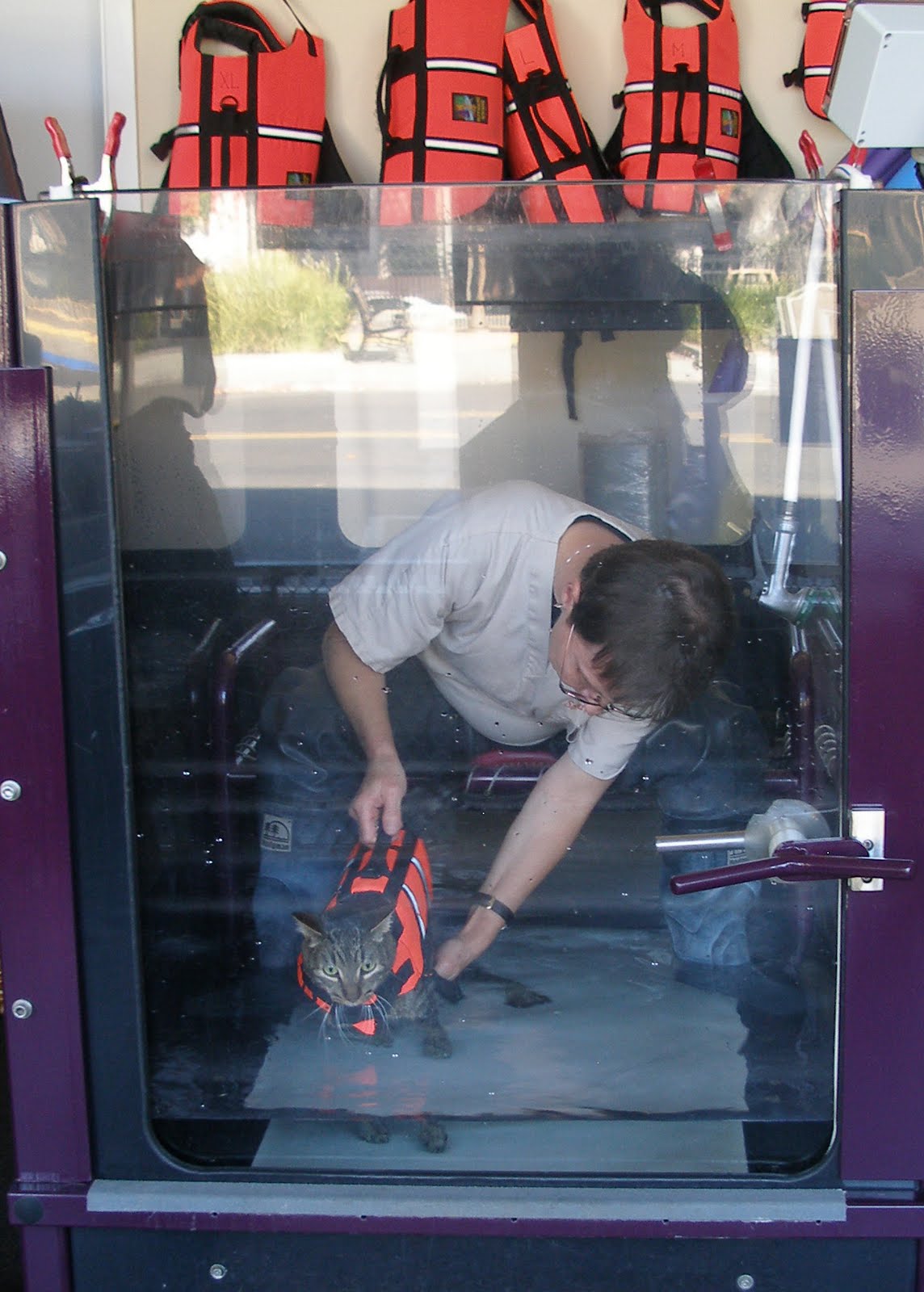 Save Moki The Wobbly Cat Physical Rehab For Animals Scout's House