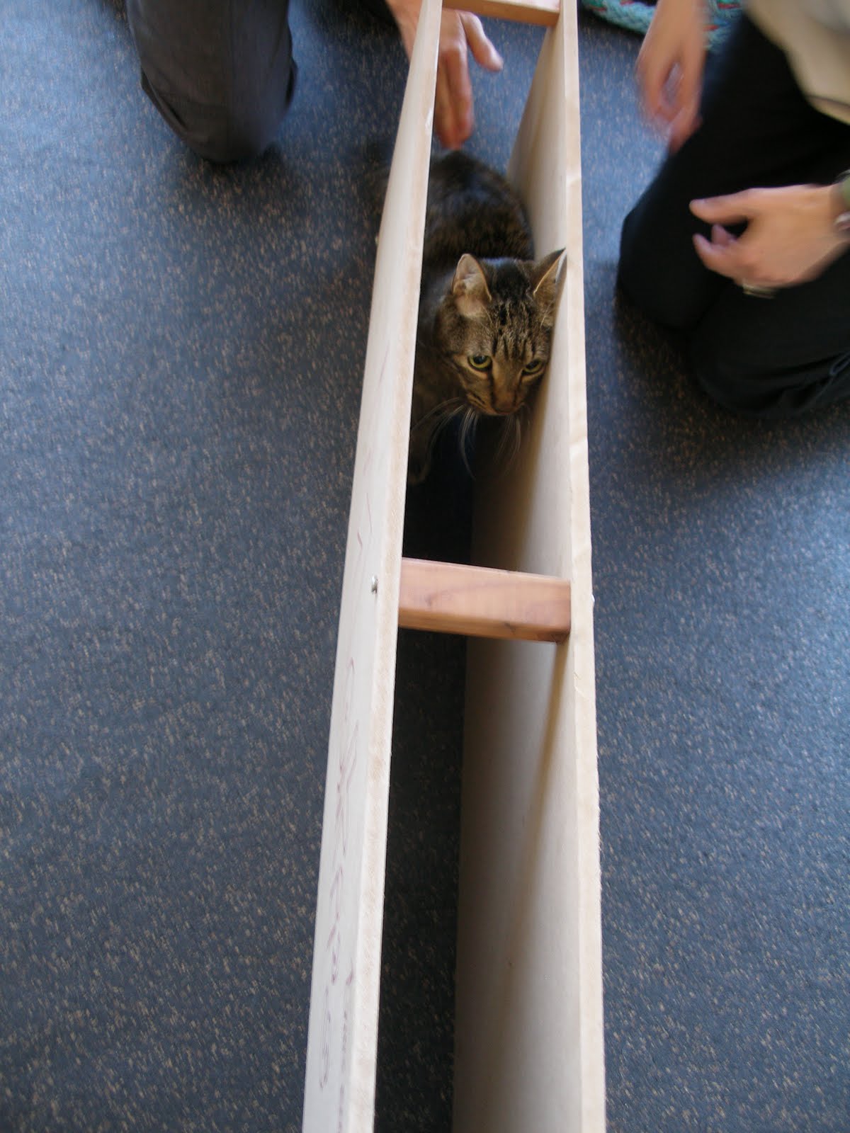 Save Moki The Wobbly Cat Physical Rehab For Animals Scout's House