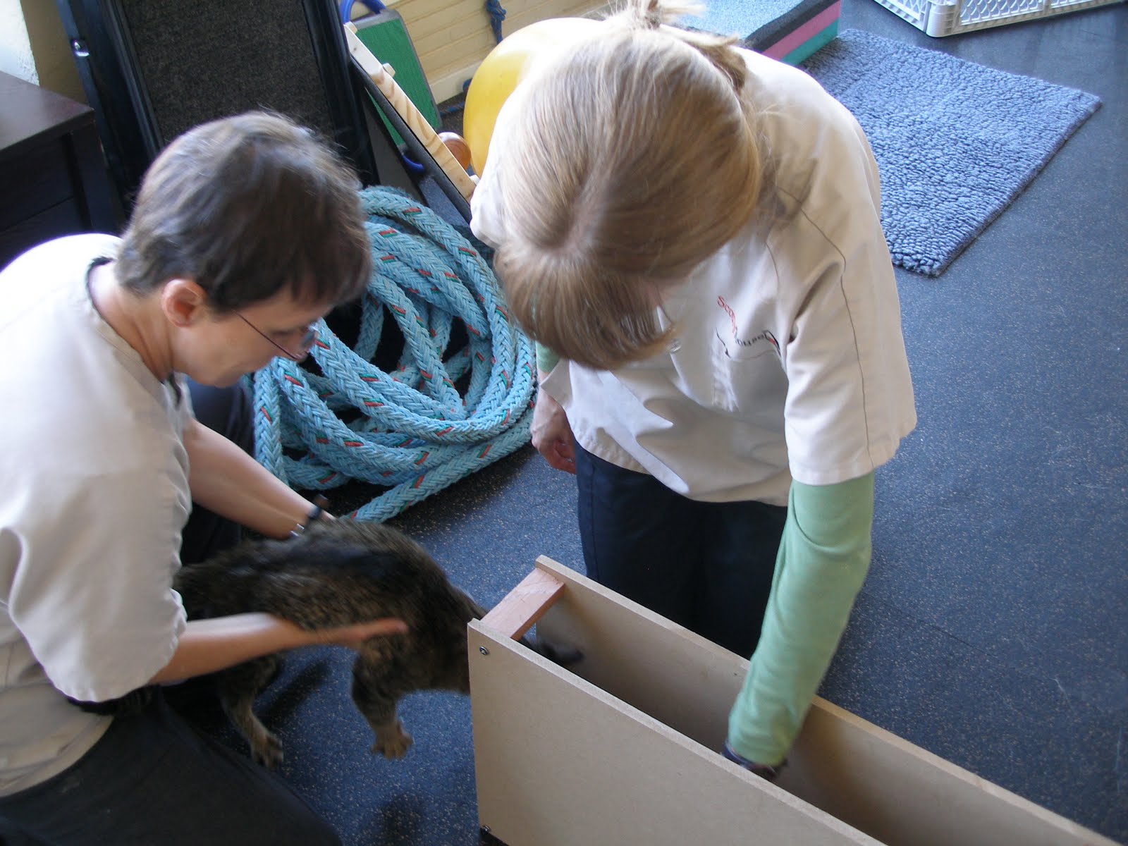 Save Moki The Wobbly Cat Physical Rehab For Animals Scout's House