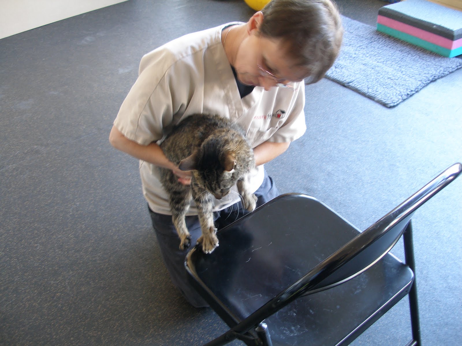 Save Moki The Wobbly Cat Physical Rehab For Animals Scout's House