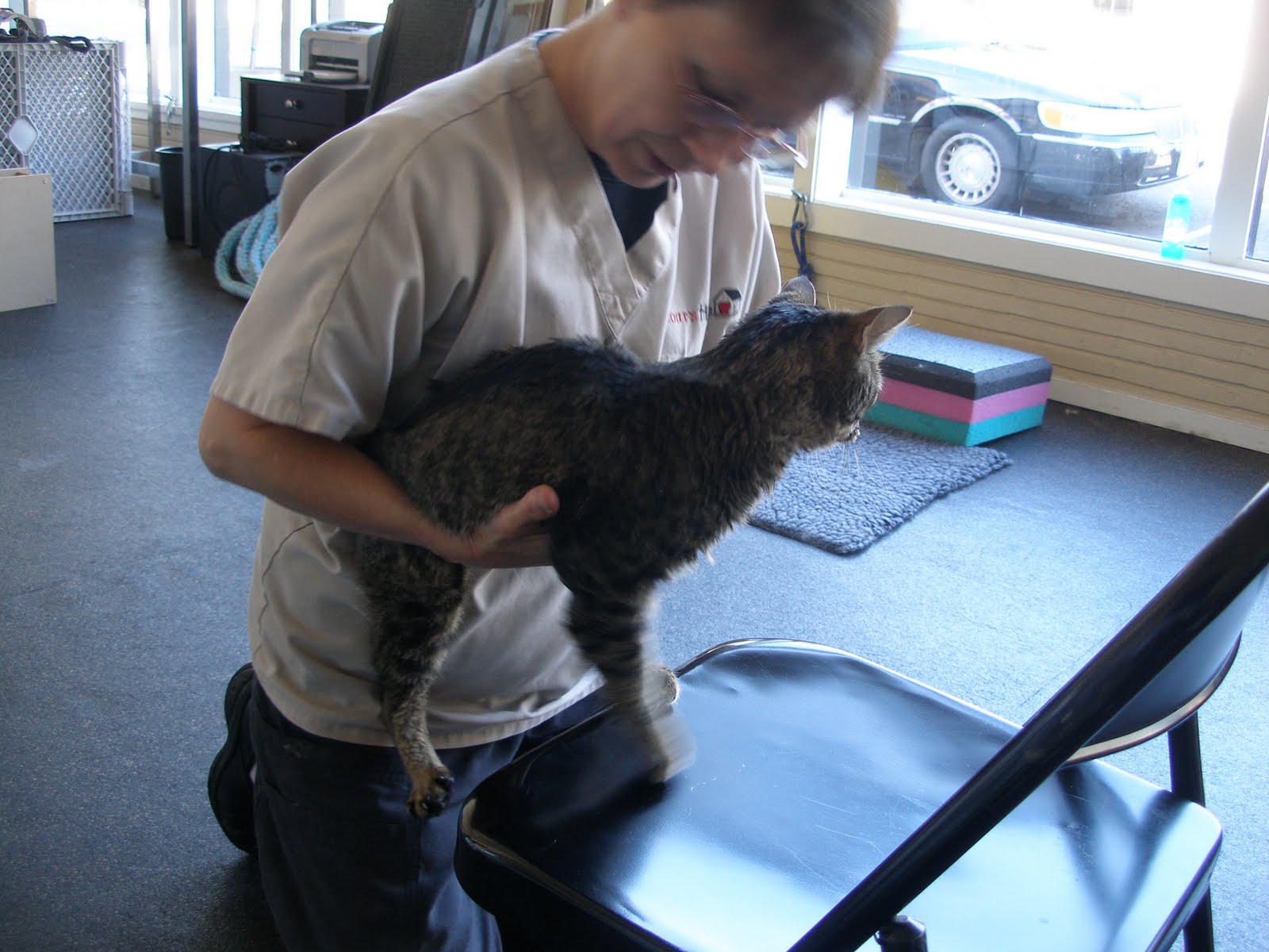 Save Moki The Wobbly Cat Physical Rehab For Animals Scout's House